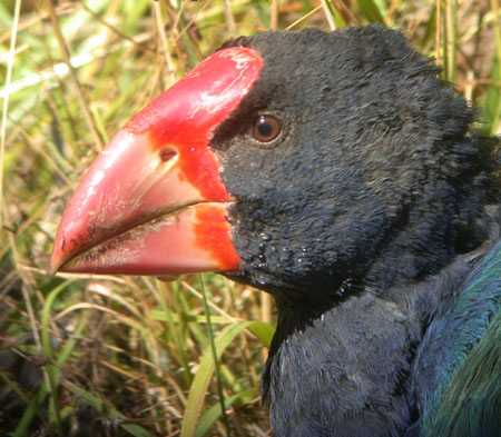 Takahe