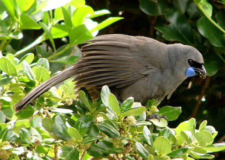 Kokako