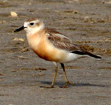 New-Zealand-Dotterel