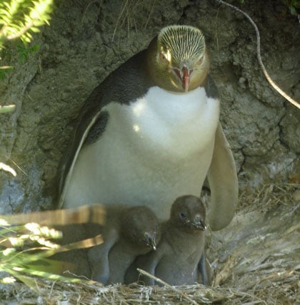 Yellow-eyed Penguin