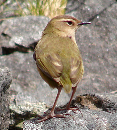 Rock-Wren