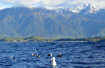 Kaikoura-Pelagic