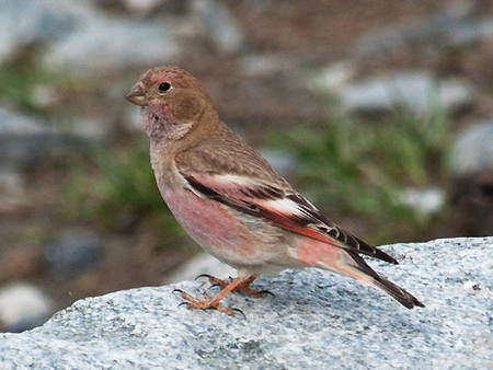 Asian Rosy-Finch