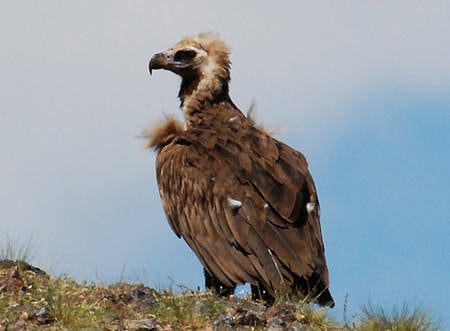 Cinereous Vulture