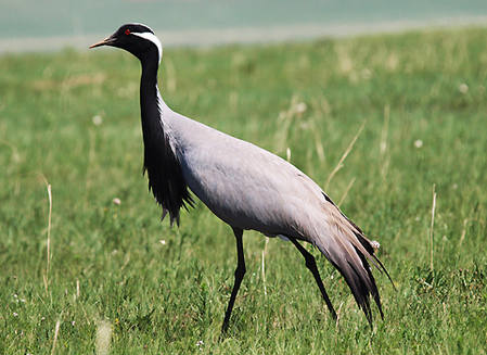 Demoiselle Crane - Mongolia