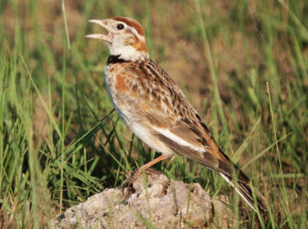 Mongolian Lark