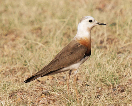 Oriental Plover