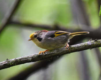 Golden-fronted Fulvetta - Sichuan 2015