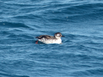 Spectacled Guillemot