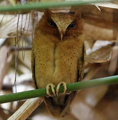 Serendib Scops-Owl