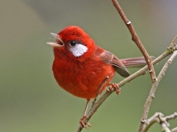 Red Warbler copyright Kim and Cindy Risen 001