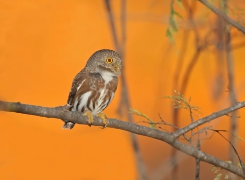 Colima Pygmy-Owl by Kim and Cindy Risen Colima Pygmy-Owl by Kim and Cindy Risen