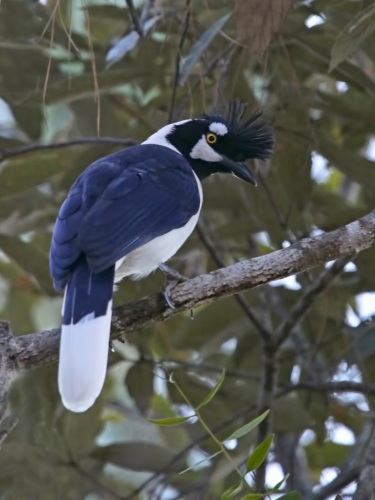 Tufted Jay by Kim and Cindy Risen Tufted Jay by Kim and Cindy Risen