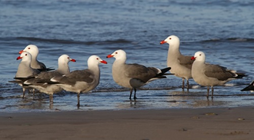 Heermans Gulls by Kim and Cindy Risen Heermans Gulls by Kim and Cindy Risen