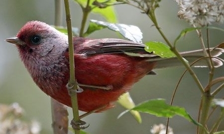 Pink-headed-warbler Pink-headed-warbler