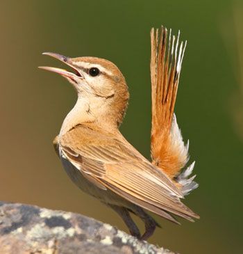 Rufous-Bush-Robin-by-Pedro- Rufous-Bush-Robin-by-Pedro-