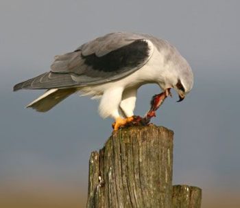 Black-shouldered-Kite-by-Pedro Marques Black-shouldered-Kite-by-Pedro Marques