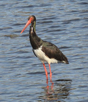 Black-Stork by Steve Bird Black-Stork by Steve Bird