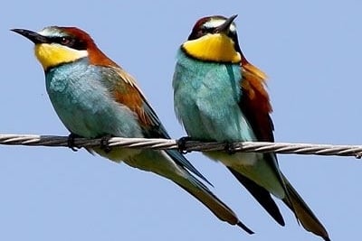 Bee-eaters3 Bee-eaters3