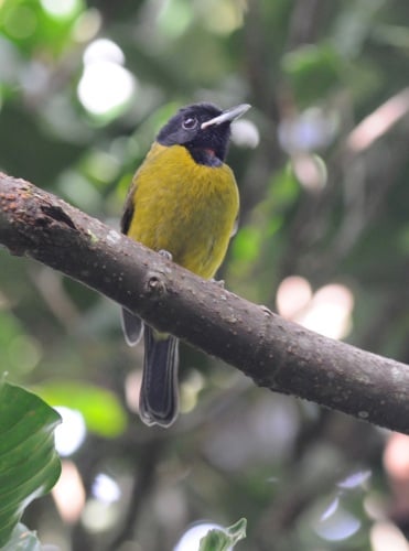 Bare-throated Whistler