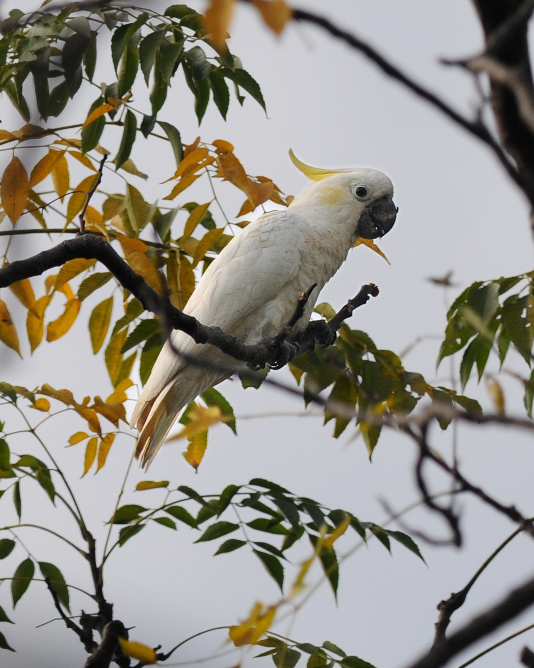 cockatoo