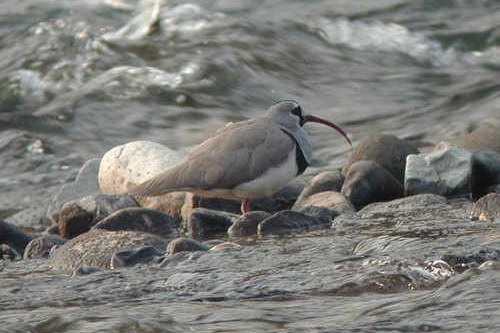 Ibisbill