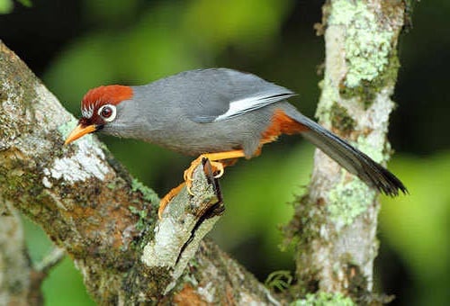 Chestnut-capped Laughingthrush