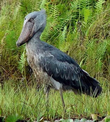 Shoebill-by Derek Barber