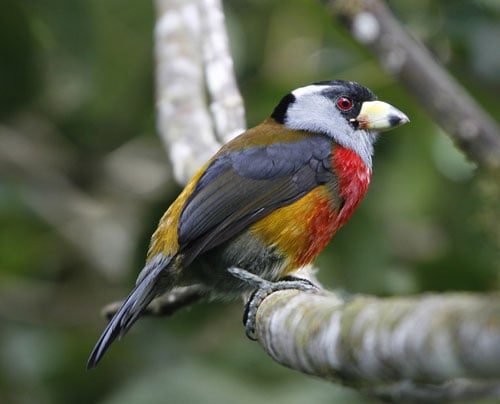 Toucan Barbet