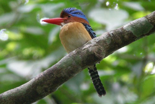 Banded Kingfisher