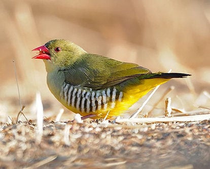 Green Avadavat © Nikhil Devasar