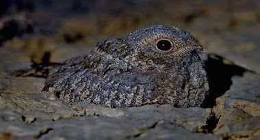 Sykes Nightjar © Nikhil Devasar