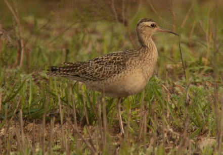 little whimbrel