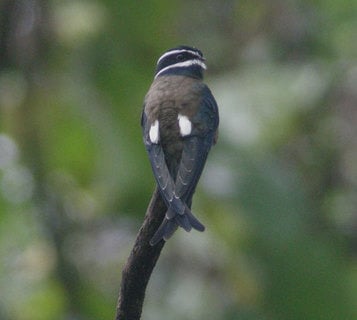 Whiskered Treeswift