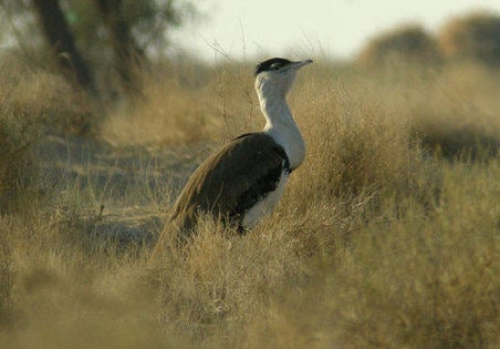 Great Indian Bustard