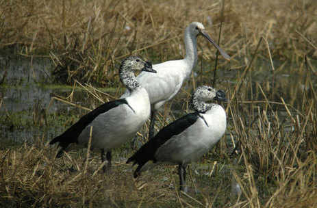 Comb Ducks