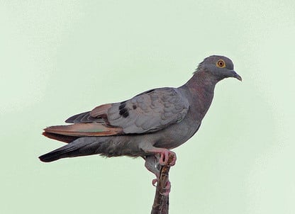 Yellow-eyed Pigeon copyright Nikhil Devasar