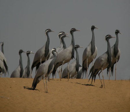 Demoiselle Crane