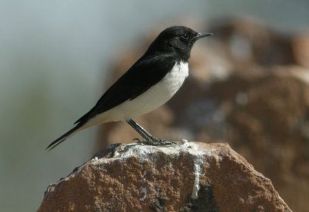 Variable Wheatear