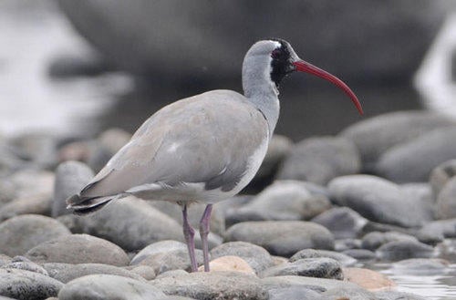 Ibisbill