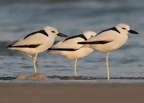 crab plovers