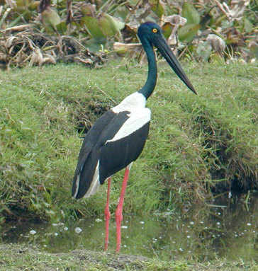 Black-necked Stork