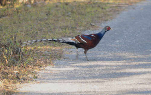 Hume's Pheasant