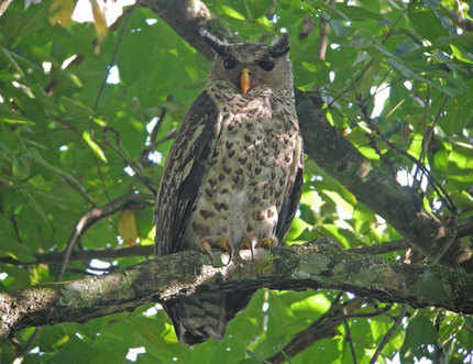 Forest Eagle-owl