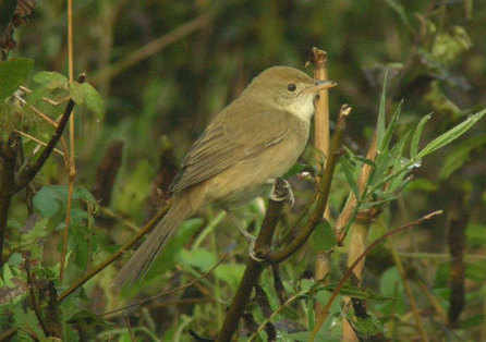 Thick-billed Warbler