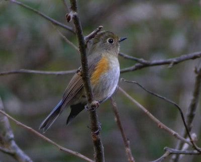 Himalayan Red-flanked Bush-robin