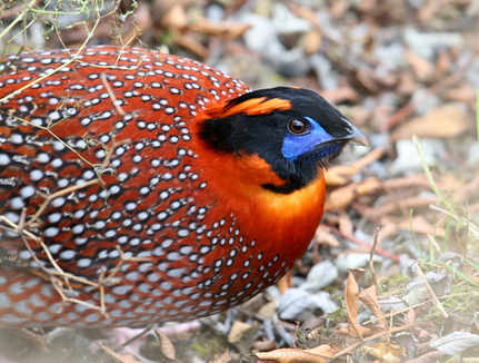 Temmincks Tragopan © Tang Jun