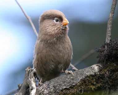 Three-toed Parrotbill © Tang Jun