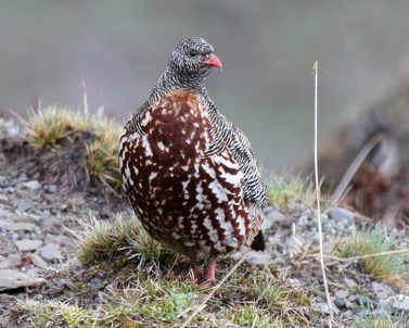 snow partridge