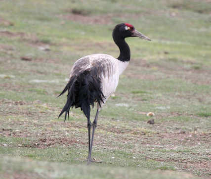 Black-necked Crane © Tang Jun